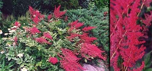 Custom Garden Designs - Astilbes 2